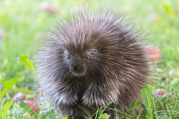 109 1-D4S_0867a1LD1500