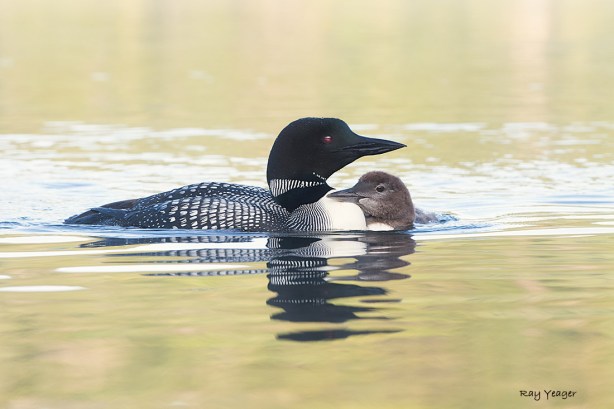 503 237 11z-D4S_1261a1mL1100