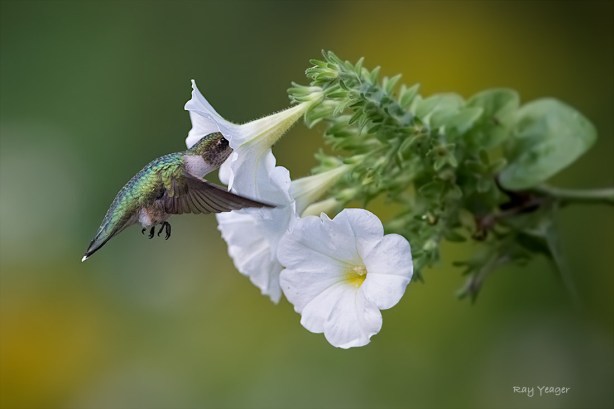 504 1z-D4S_0625a1cmLD1100