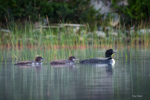 504 233 1-D4S_1060a1mLD1500