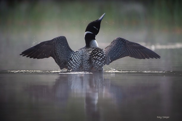 505 232 23z-D4S_1021a1mLD1500