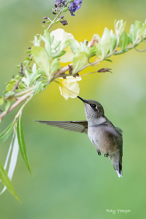 505x-5-D4S_9644a1c1mLD700