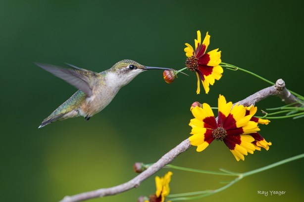 506 1-D4S_8788a1cDD1100