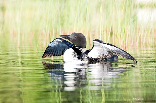 507 219 1-D4S_7987a1mL31500