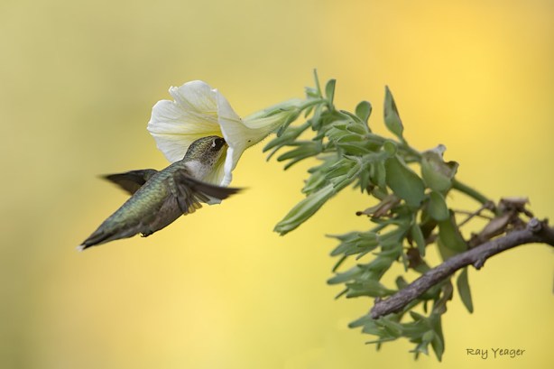 507 5-D4S_8928a1cmLD960