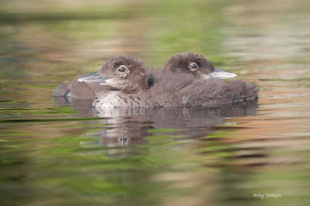 508 228 11-D4S_9403a1m1100