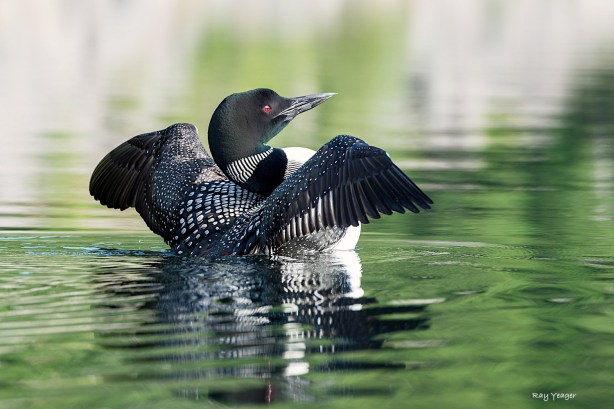 509 206 1z-D4S_7560a1mLD1500