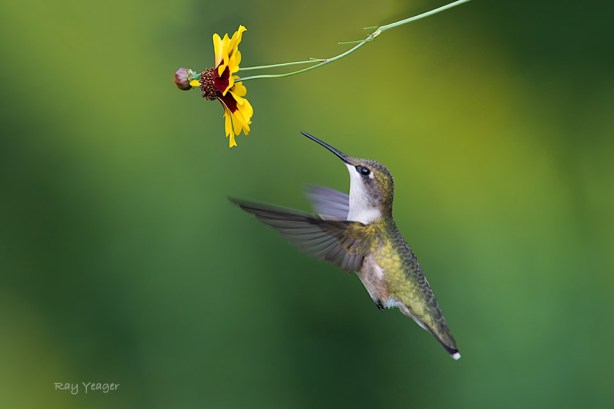 509 3-D4S_8801a1c960