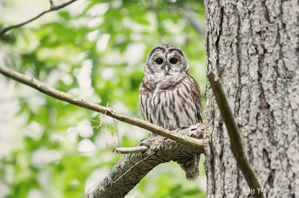 103 7-D4S_3196a1mLD960