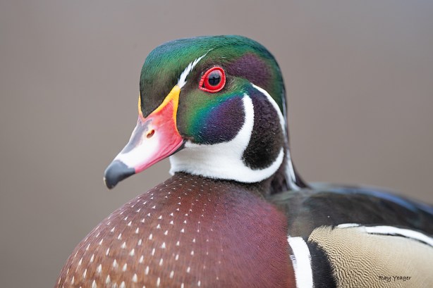 504-DSC_1163a1LD1500