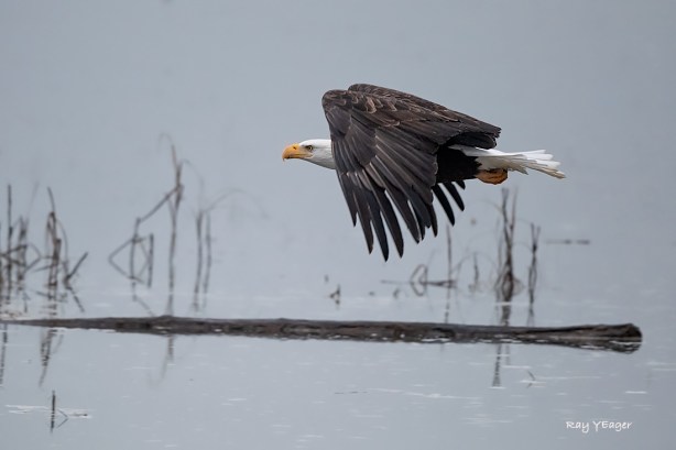 515-DSC_9415a1mLD1100