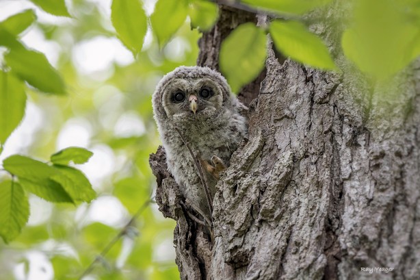 2 1z-ND5_0695a1mL1500