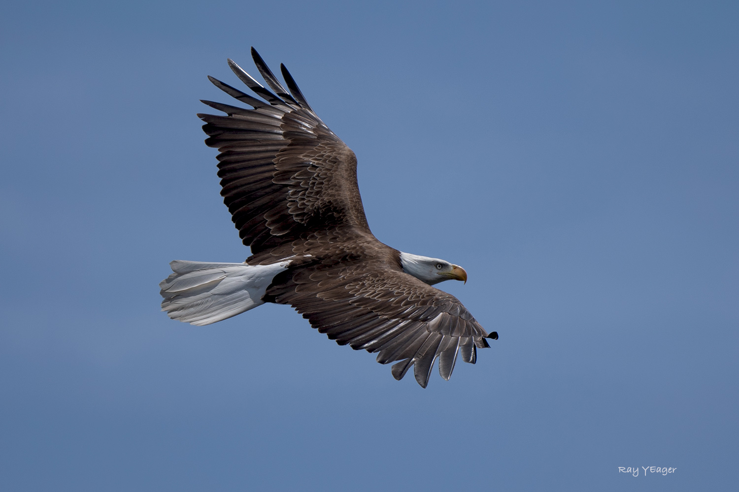 11 3-EGL_9790a1mL1500