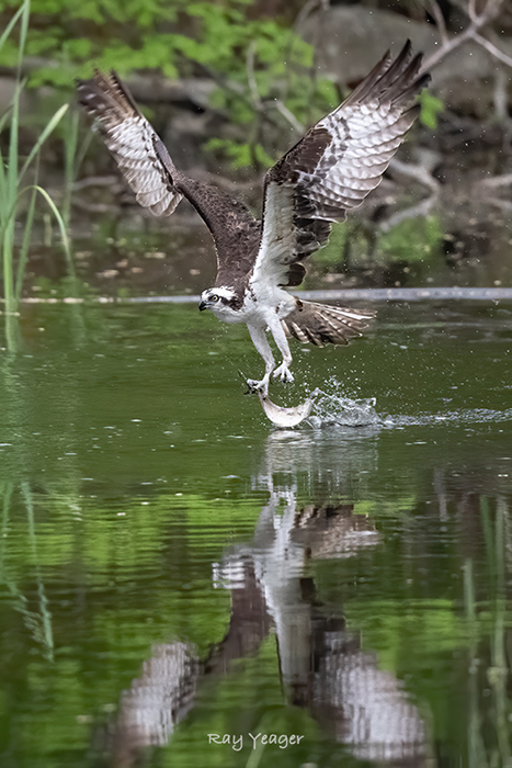 12 3-ND5_2569a1mT700