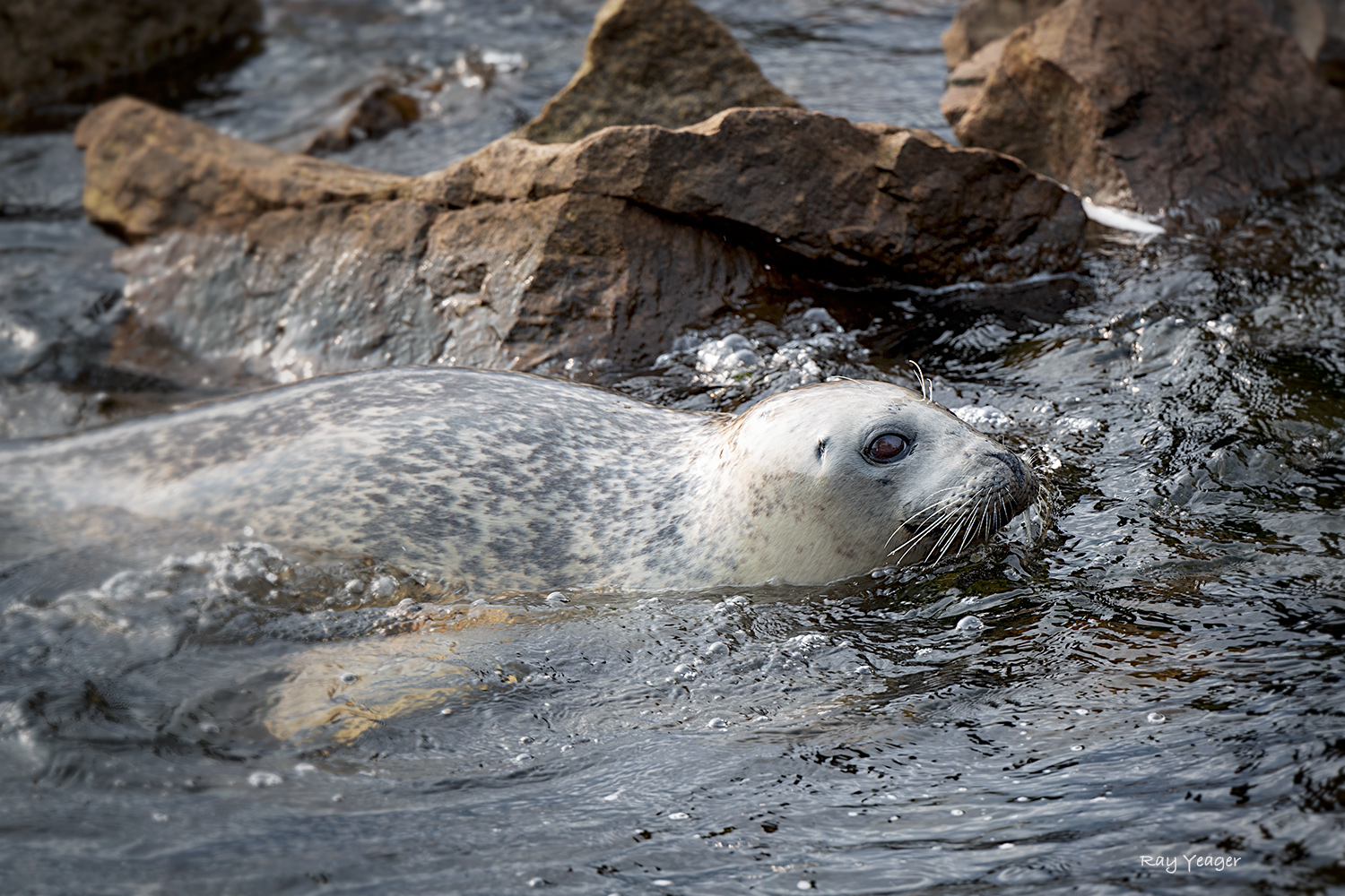 14 1-ND5_0457-a1mL1500