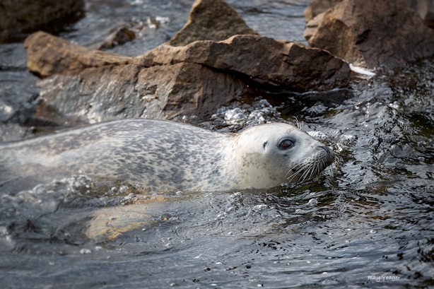 14 1-ND5_0457-a1mL1500