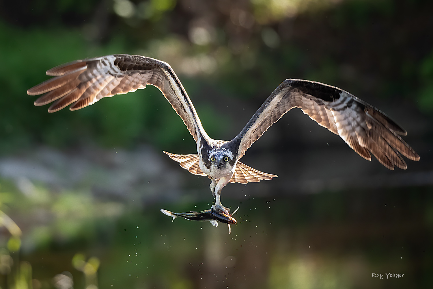 2 3-ND5_3599a1TmL1500