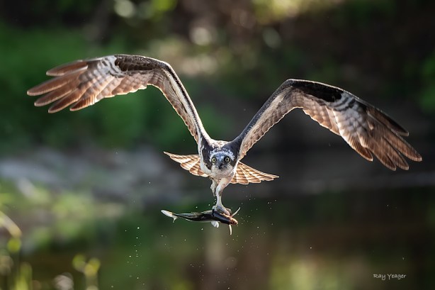 2 3-ND5_3599a1TmL1500