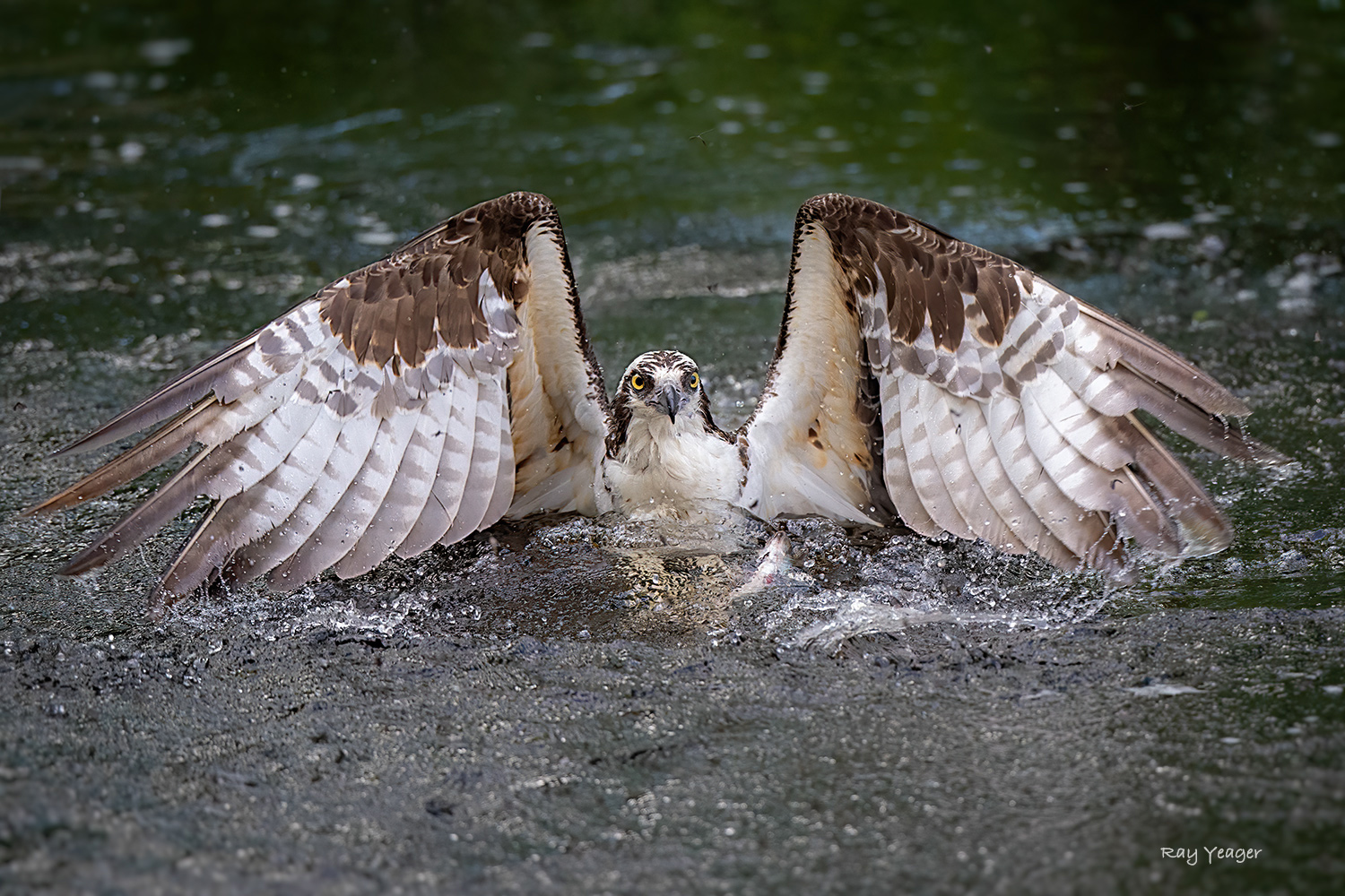 3 13z-D4S_1689a1c1mLTx1500