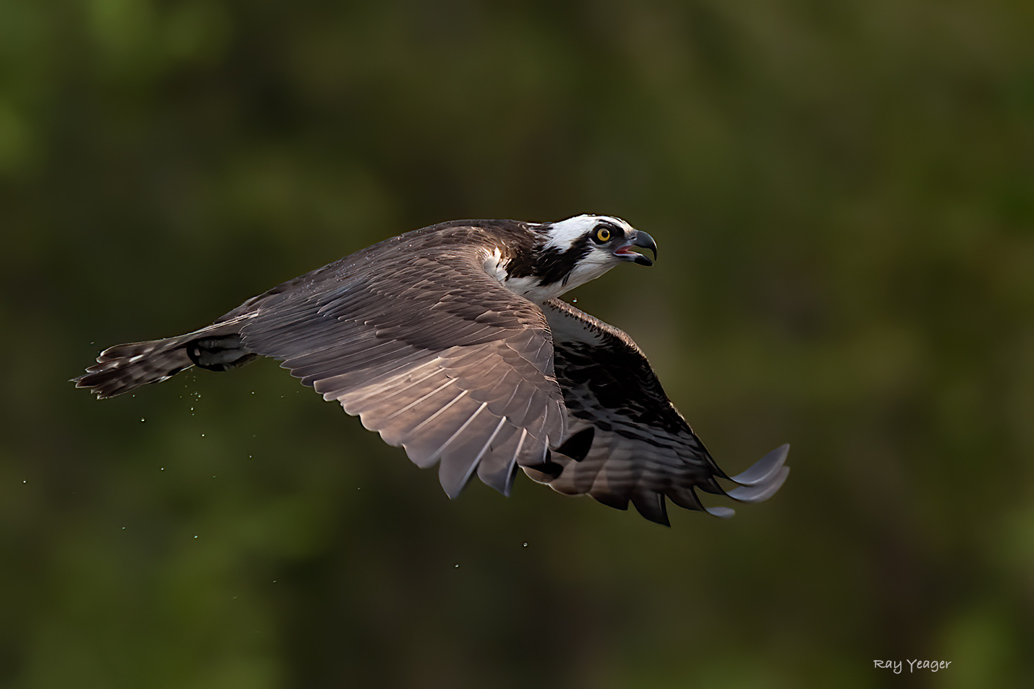 6 3-ND5_1056a1Tm1500