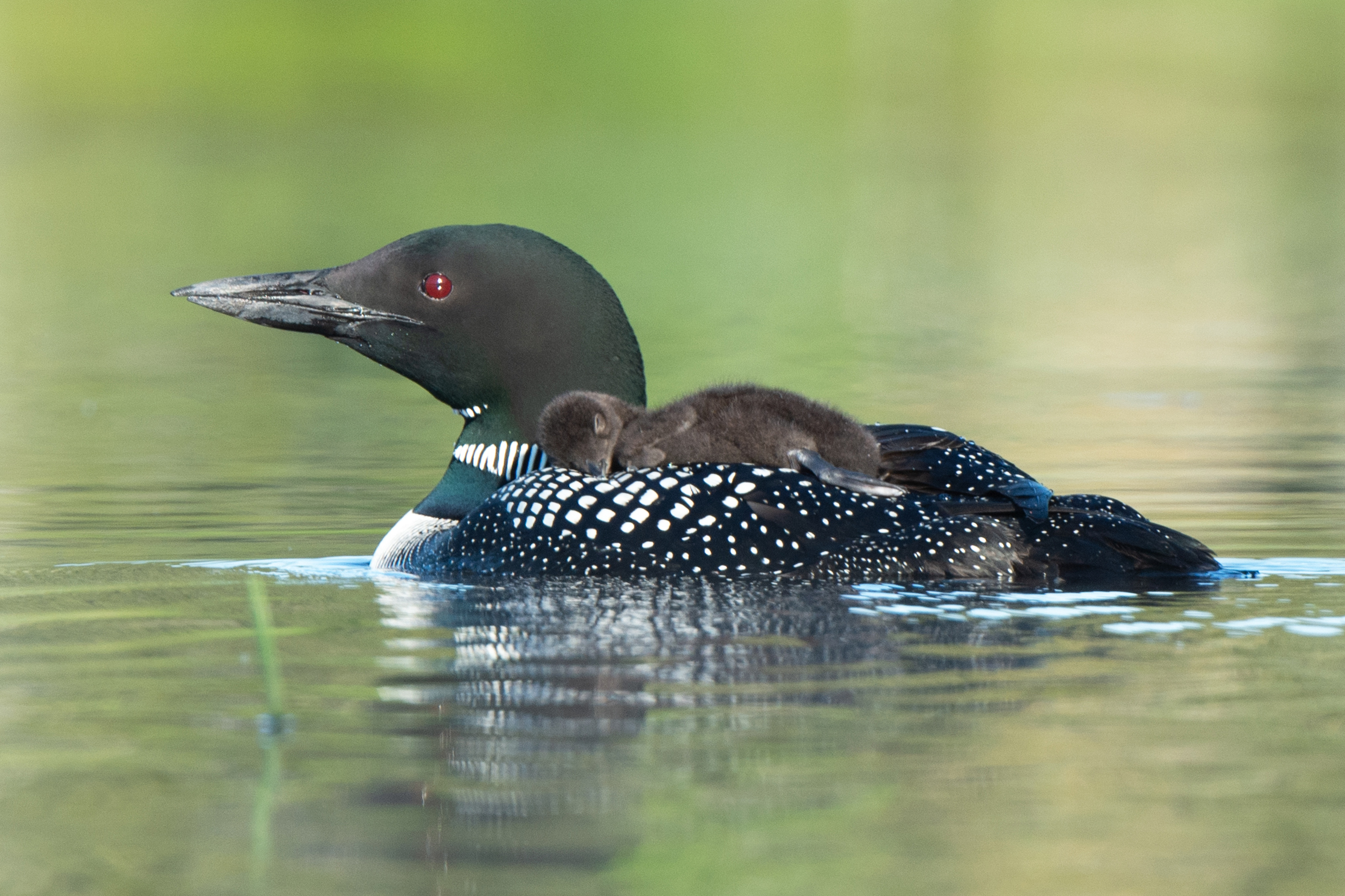 1 1199 D4S_2500a1c1T