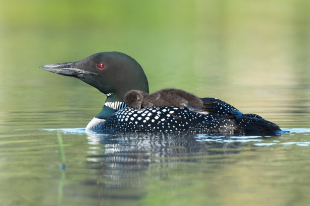 1 1199 D4S_2500a1c1T