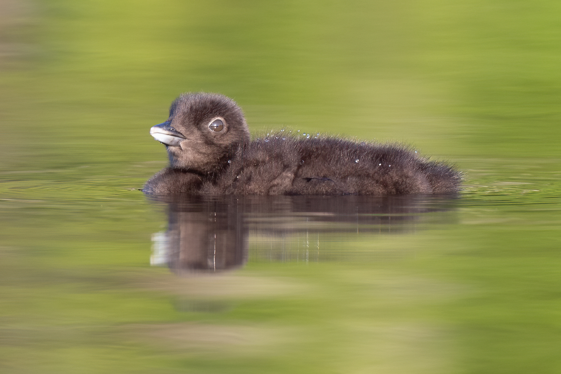 10 1282 D4S_7666a1c1T