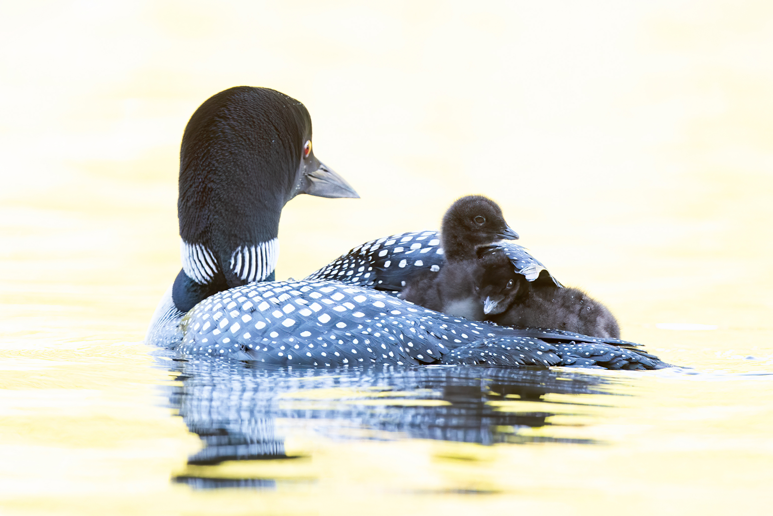 13 1235 D4S_0246a1TL