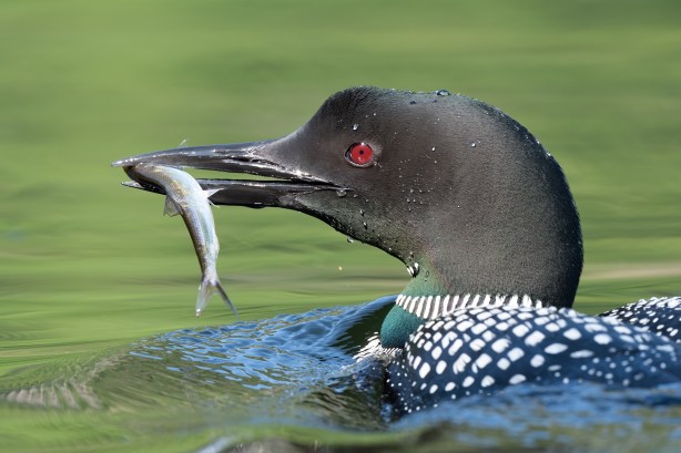 14 1267 D4S_5096a1LT