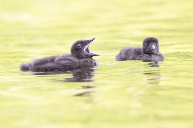 15c 1248 D4S_1846a1m