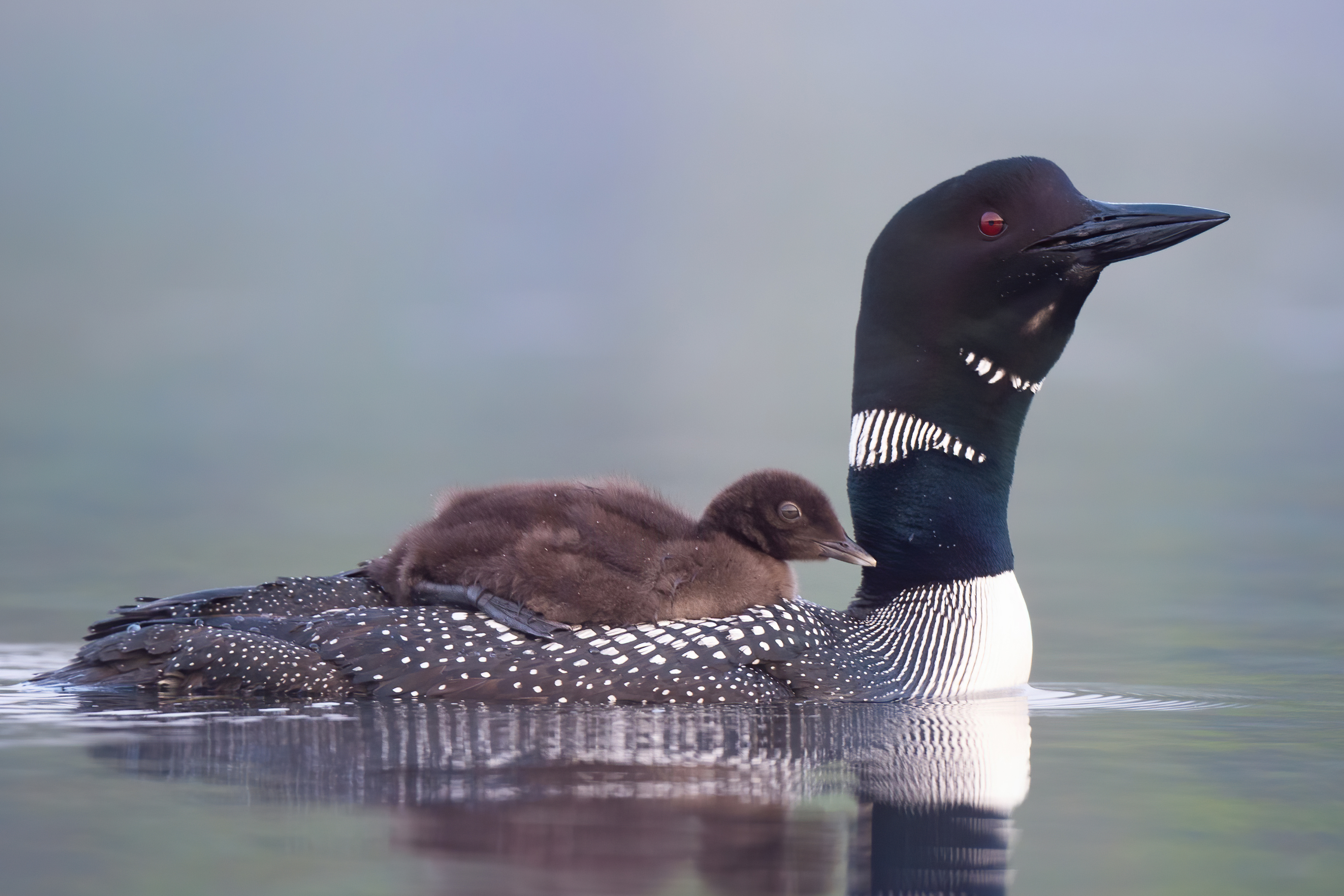 20 1291 D4S_8837a1LT