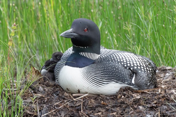 21 1280 D4S_8280a1mLTx