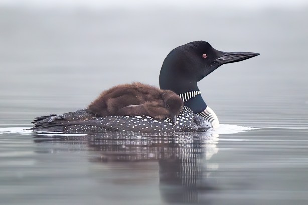 24 1288 D4S_8901a1mLT