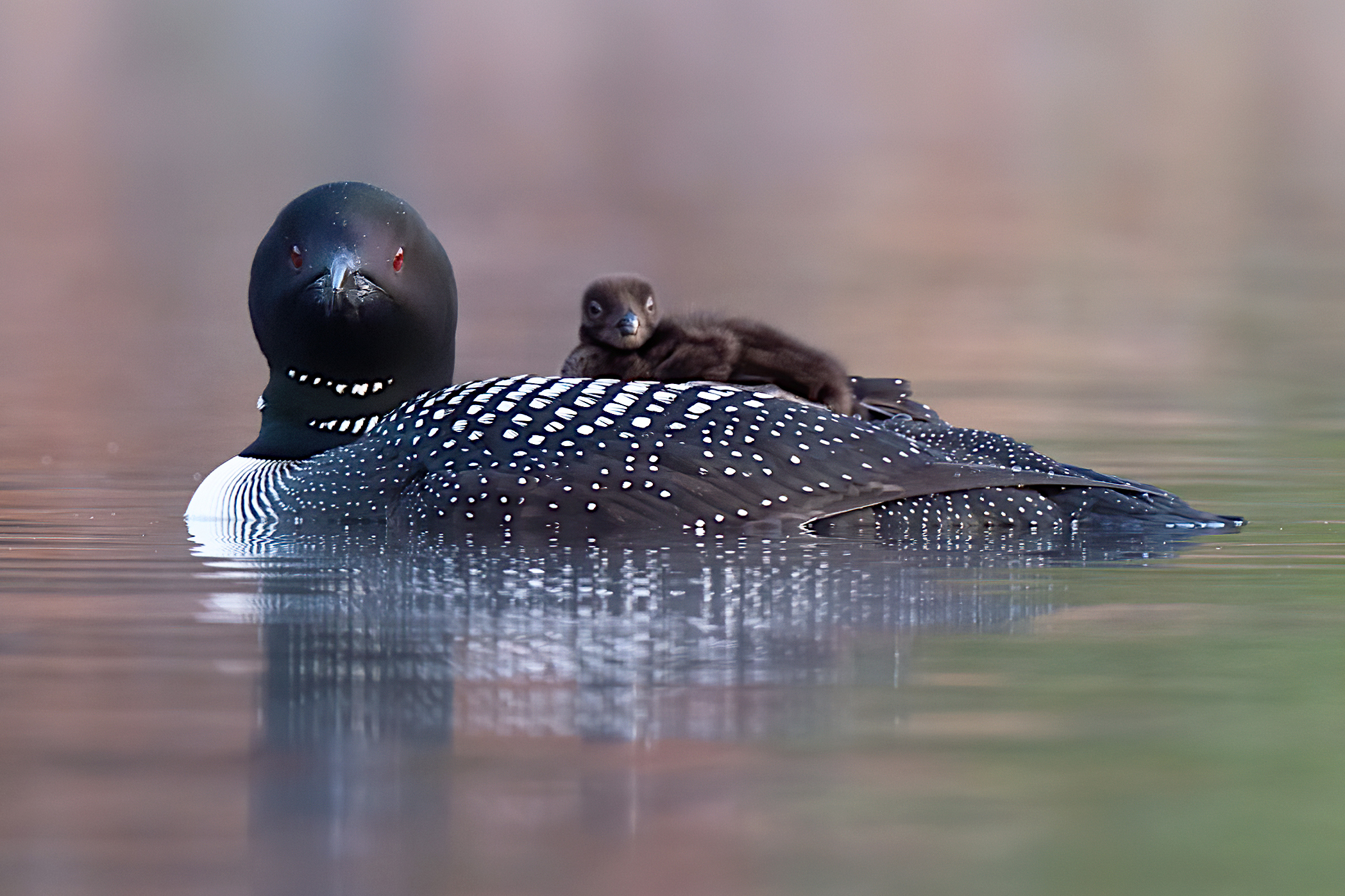 4 1281c D4S_7080a1LTm