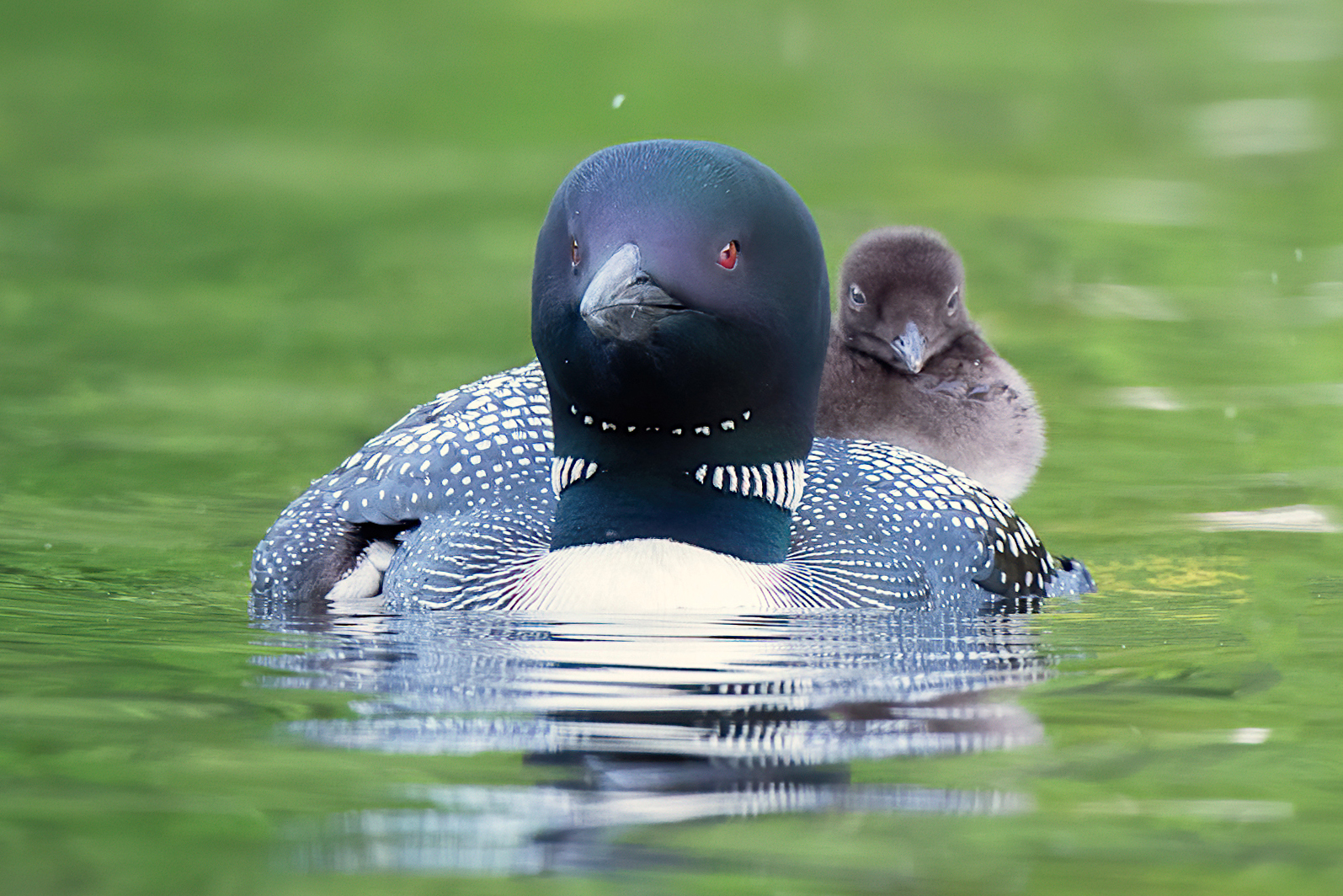 5 1249z D4S_1661a1c2mLTx.