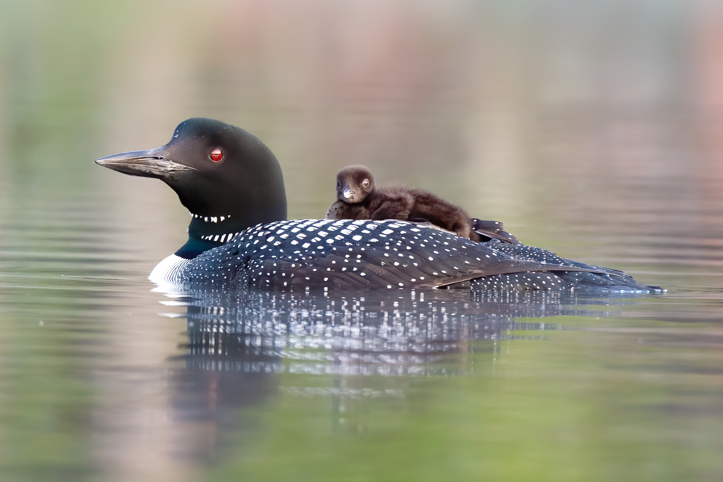 8 1279z D4S_7056a1TLx7