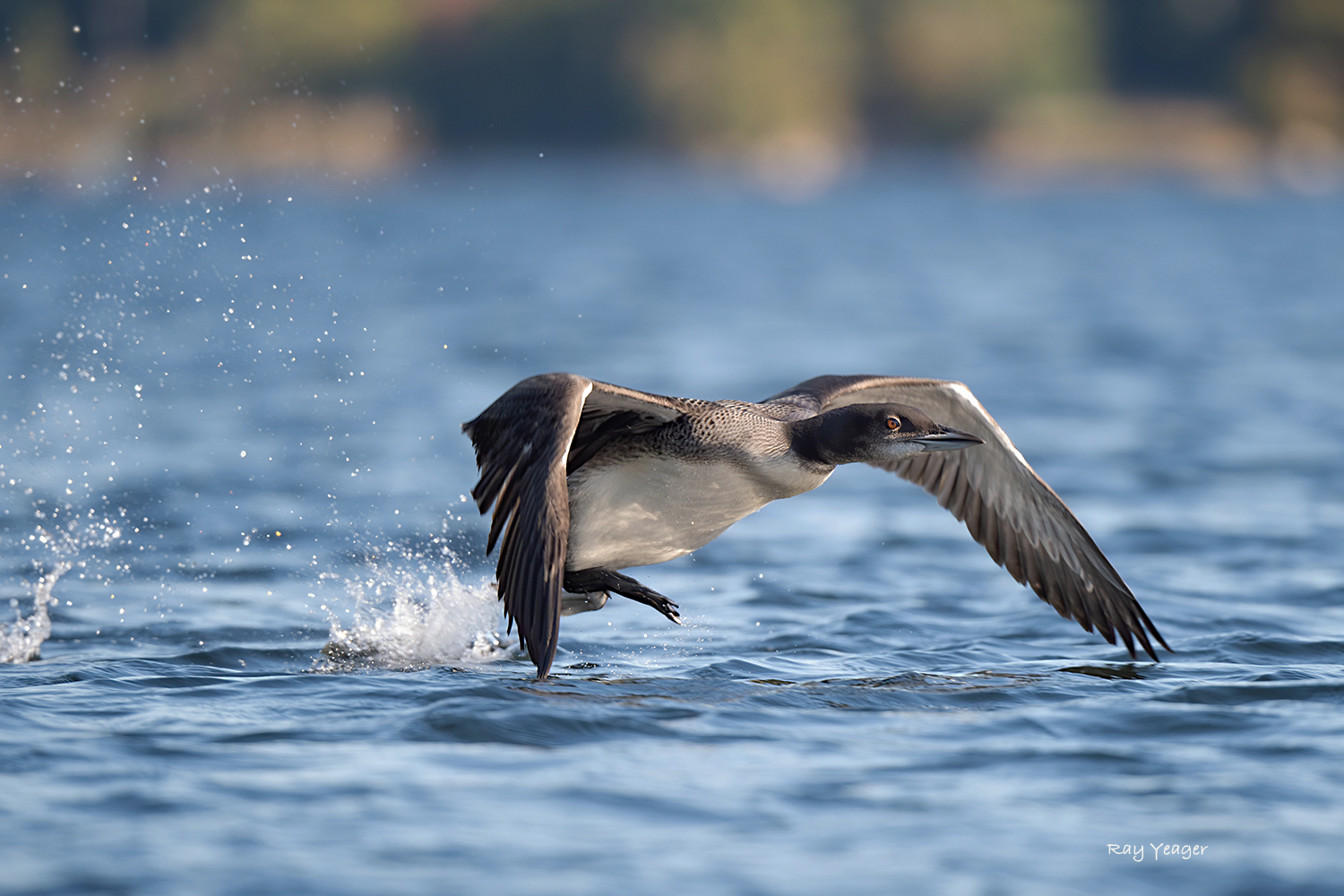 11zz D4S_3770a1mLT1500