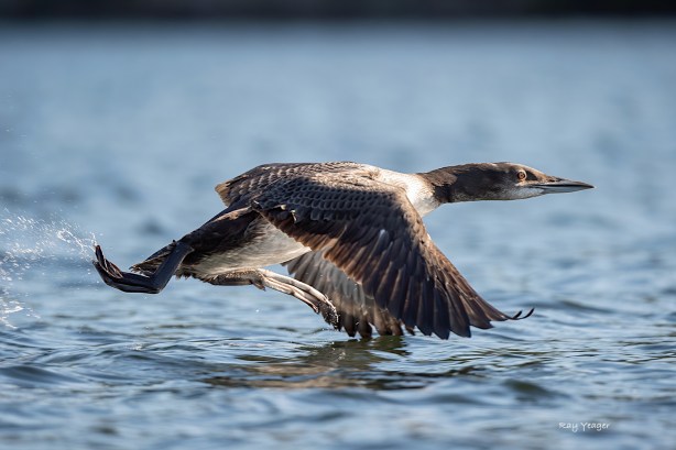 17 D4S_3783a1mLT1500