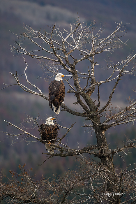 12z 19 DSC_7071a1SLc1900