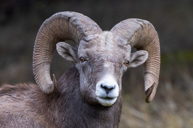 13 1329 DSC_5625a1SLc2