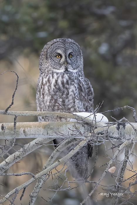 19 15 DSC_7922a1TLx700