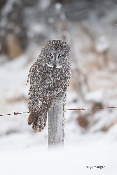 2 3z DSC_7687a1TL3700