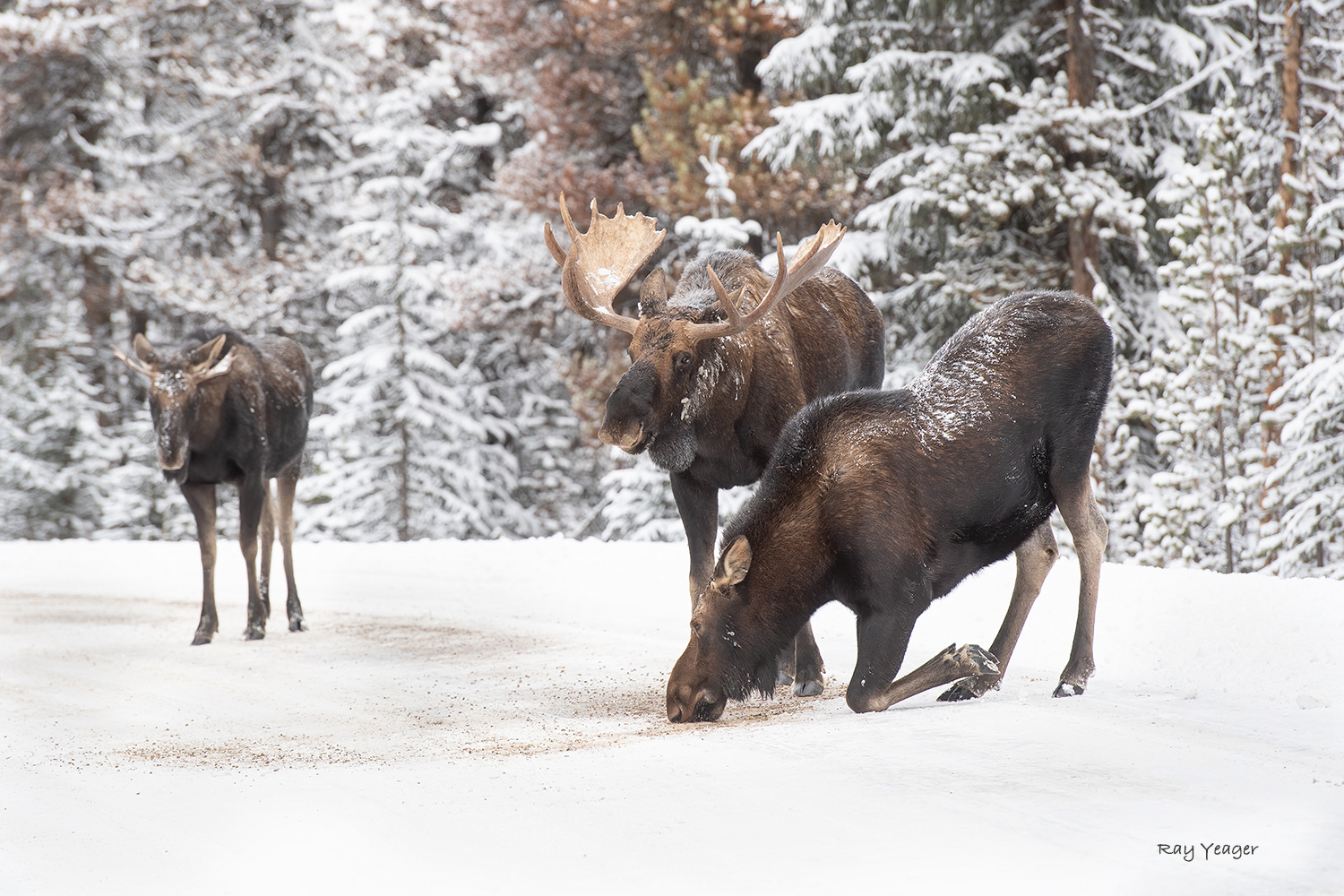 20 21z DSC_6526a1S1500