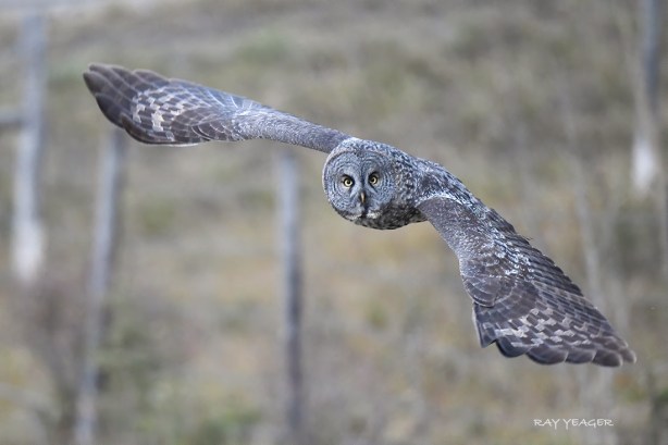 22 1Z DSC_4247a1LST1100