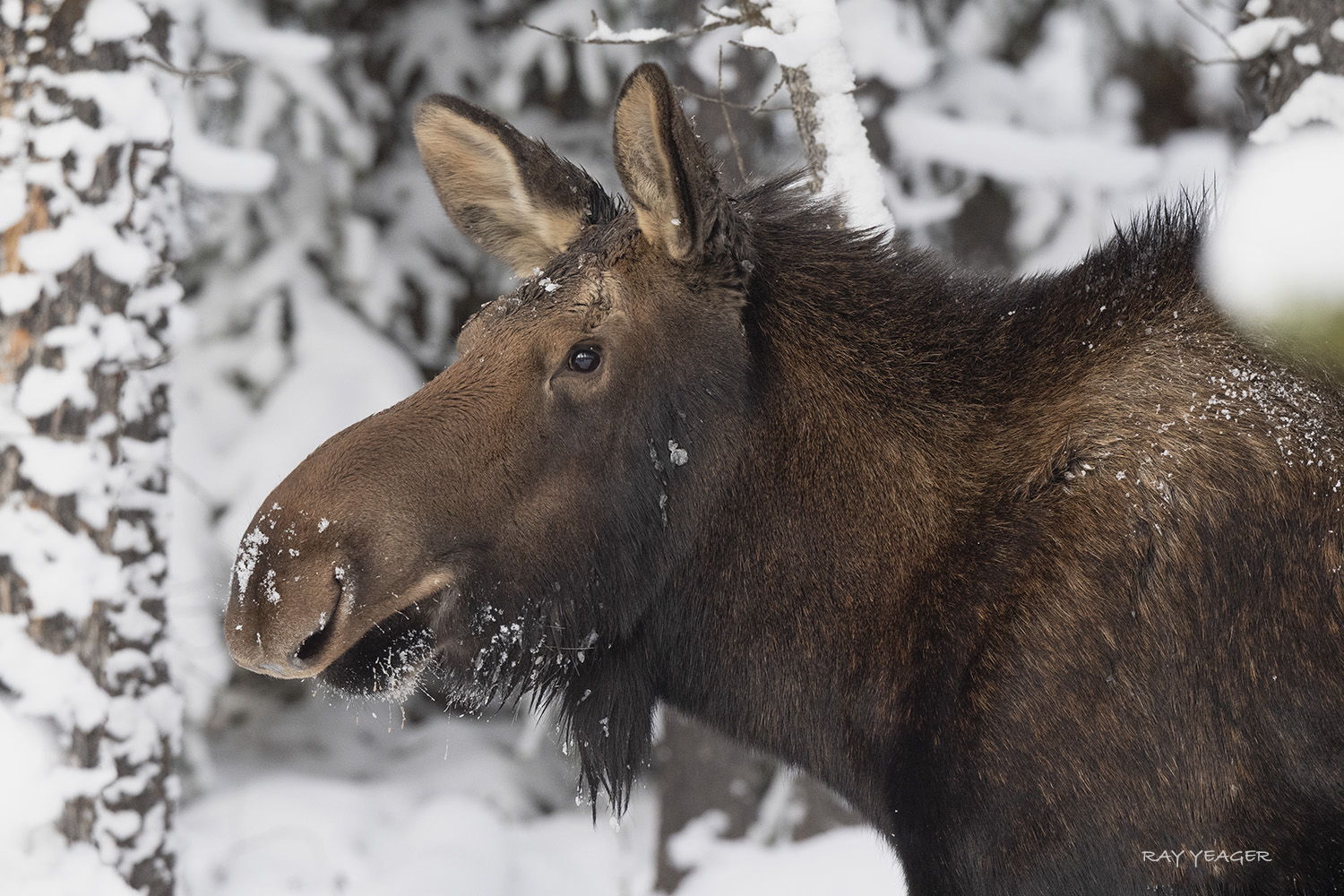 23 1 DSC_6623a1LS1500 copy