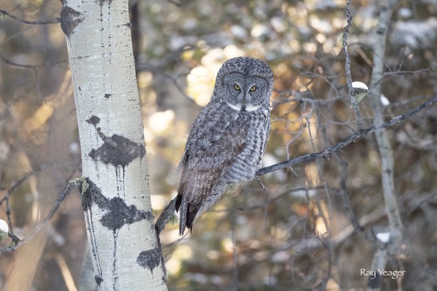 24 5 DSC_7868a1LTx1100