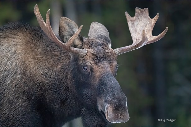 5 1 DSC_5078a1LT1100