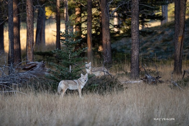 6 3 DSC_4388a1c2SL1100