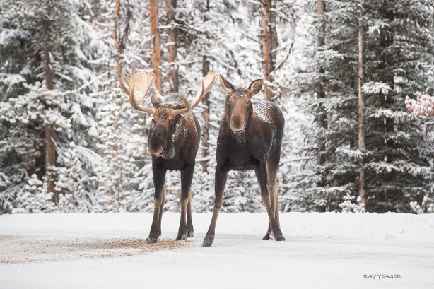 8 11Z DSC_6517a1c2SL1500