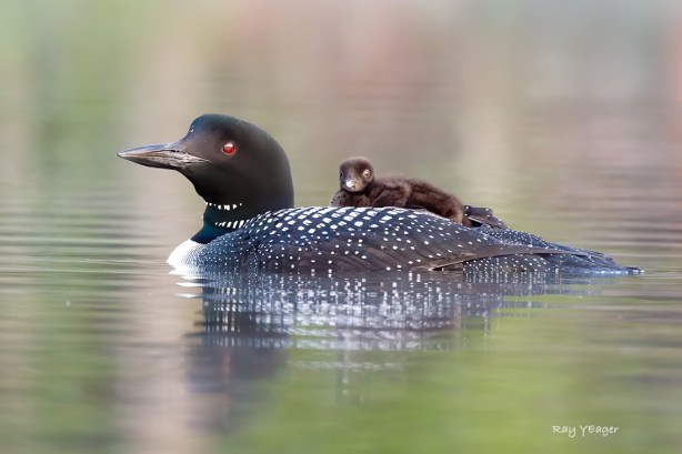 101 1279z D4S_7056a1TLx71100